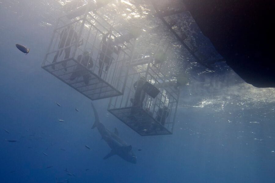 Great white shark cage diving experience launches in NS