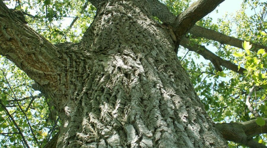 Province giving away free trees as part of new campaign with Forestry Sectory