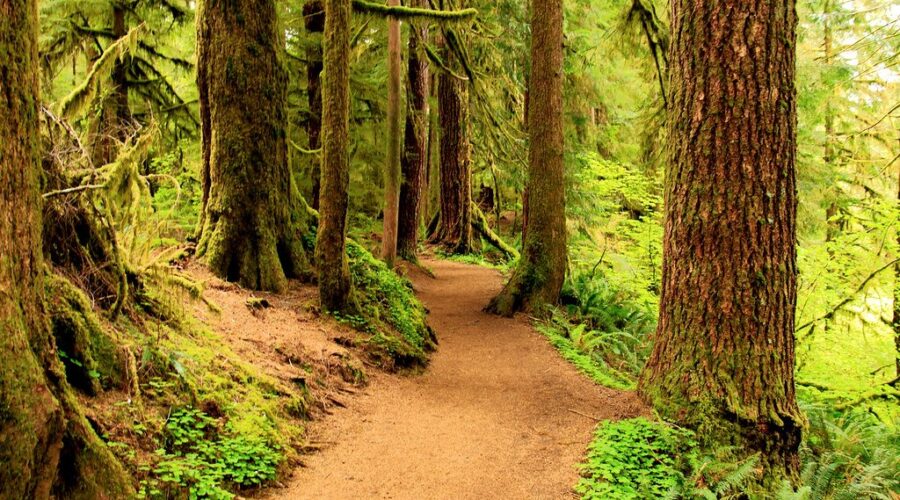 Trail groups across Nova Scotia asking for help to fix them up