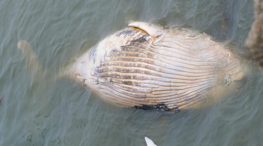 Dead whale in Glace Bay draws onlookers