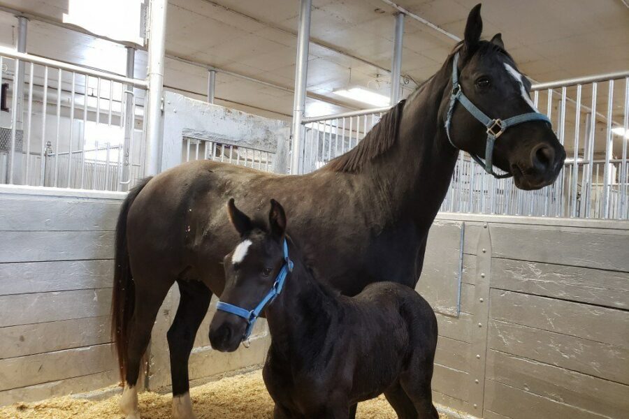 Help ‘Name the Foal’ for the RCMP Musical Ride