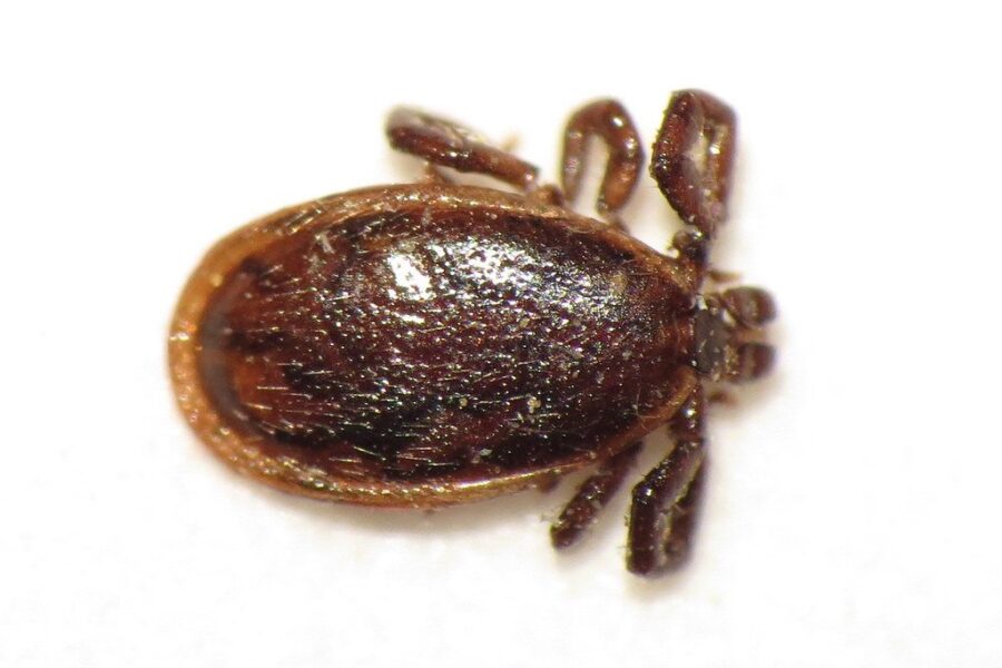 Cooler nights not deterring ticks this season