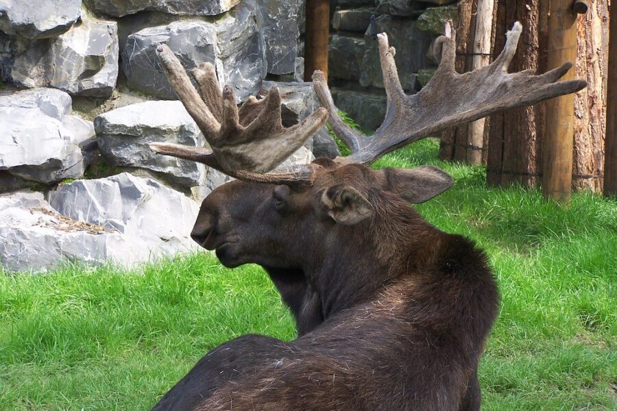 Annual lottery for moose hunting license in Cape Breton