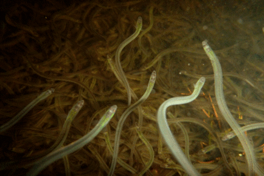 30 arrests since closure of lucrative baby eel fishery