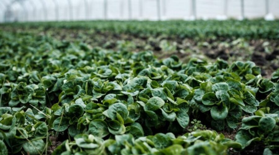 Province announces new funding for greenhouse in New Glasgow