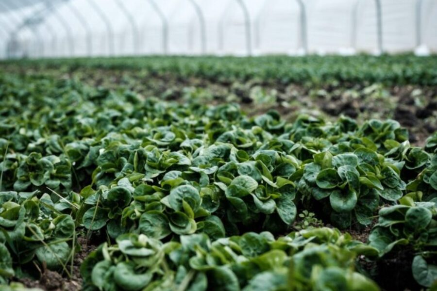 Province announces new funding for greenhouse in New Glasgow