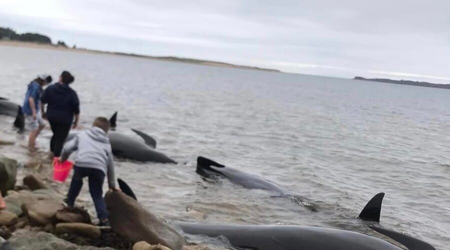 Fisheries officers help save 15 pilot whales in Port Hood