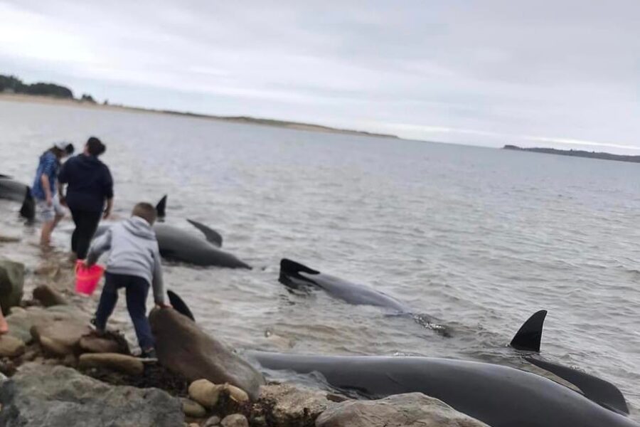 Fisheries officers help save 15 pilot whales in Port Hood