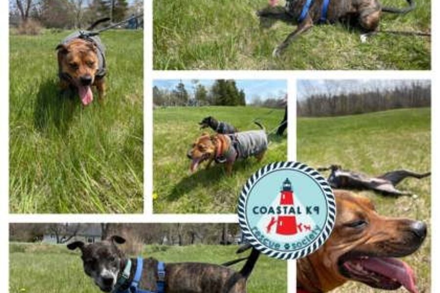 Remember Loki? He’s the dog that was tied to a tree the night of the Polar Vortex. He and his sister need a home.