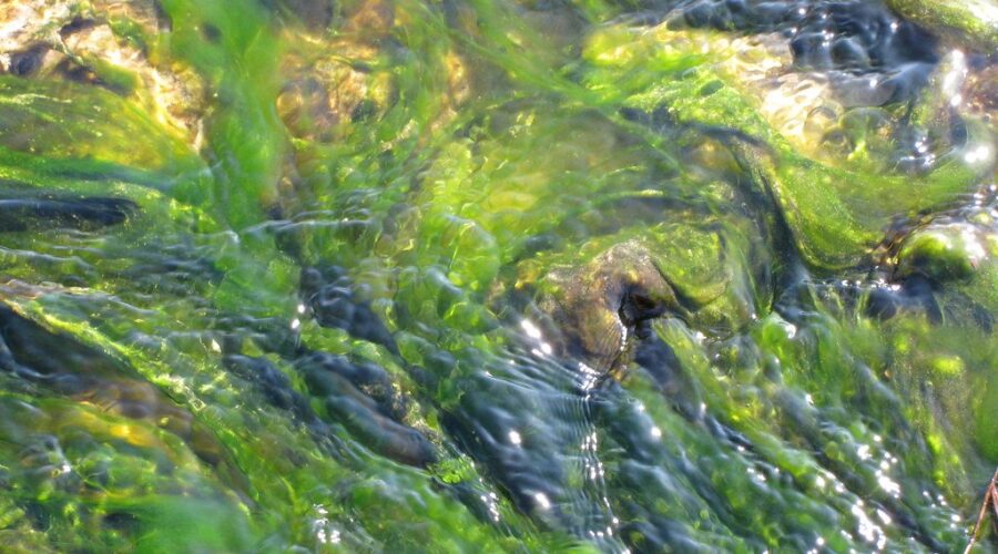 Potentially dangerous blue-green algae reported in the Quad Counties