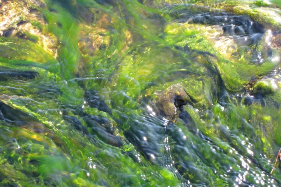 Potentially dangerous blue-green algae reported in the Quad Counties