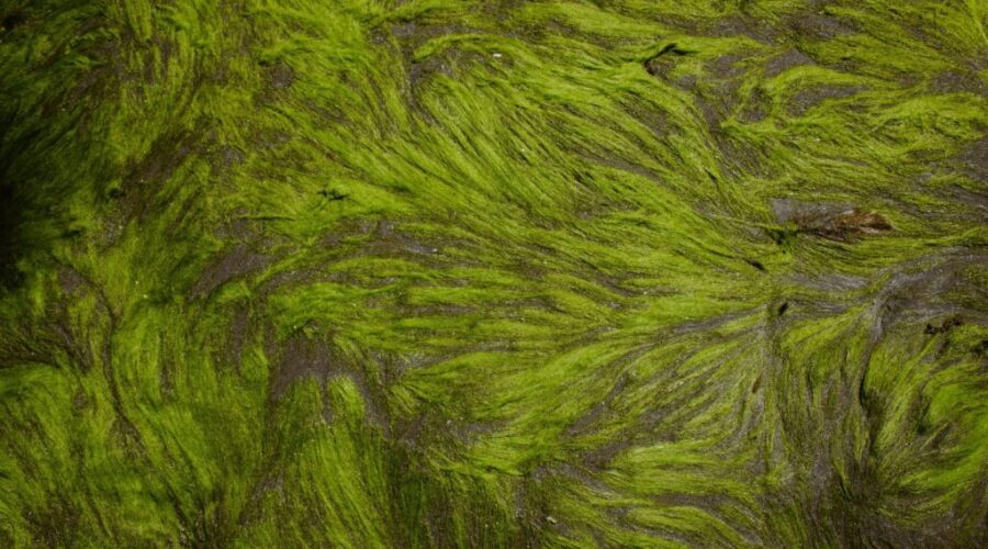 Halifax veterinary warns of blue-green algae risks after dog dies: Cunard Lake Beach closed as staff test for blooms