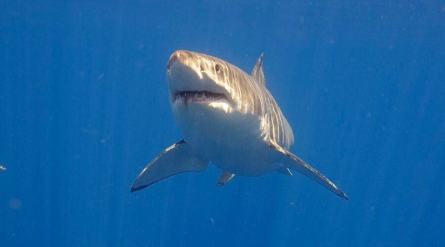 Shark enthusiast says increased numbers a positive sign