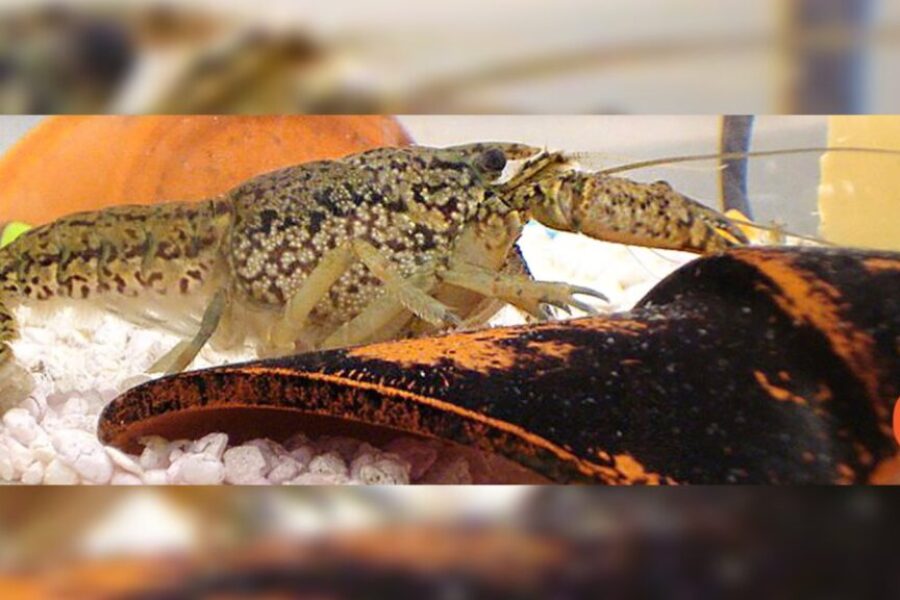 Invasive crayfish discovered