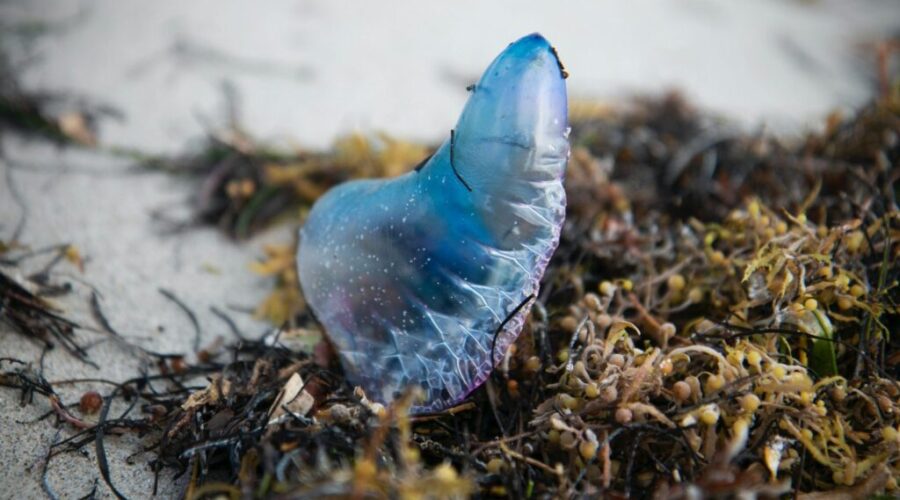 Portuguese man o’war spotted on South Shore beaches