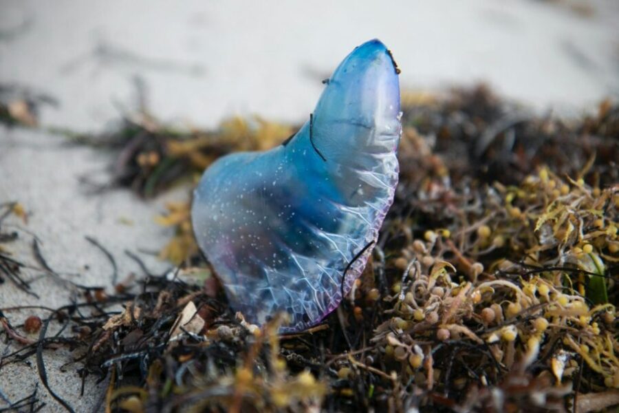 Portuguese man o’war spotted on South Shore beaches