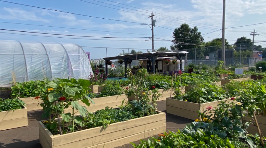 Japanese beetles are trying to take over gardens in Nova Scotia: McNab’s Island