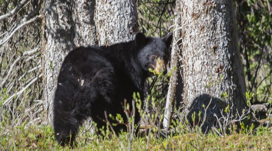 Bear sighting in Tamarac puts local school on high alert