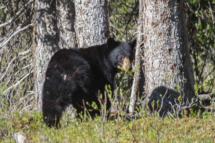 Bear sighting in Tamarac puts local school on high alert