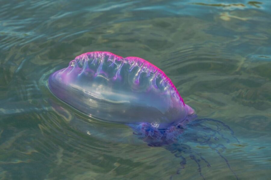 Watch out for Portuguese man o’ war on Atlantic beaches