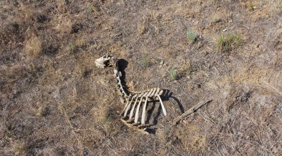 Severe winter reduces Sable Island’s feral horse herd by 25%