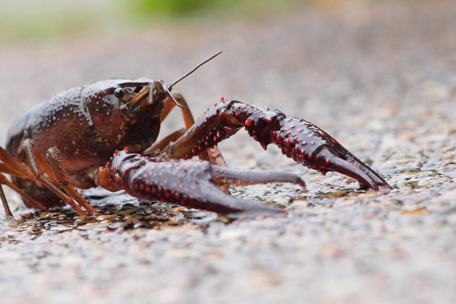 Invasive Crayfish discovered in Nova Scotia’s Lower Sackville
