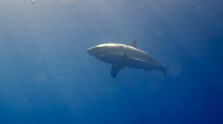 Dog killed in shark attack near Port Medway