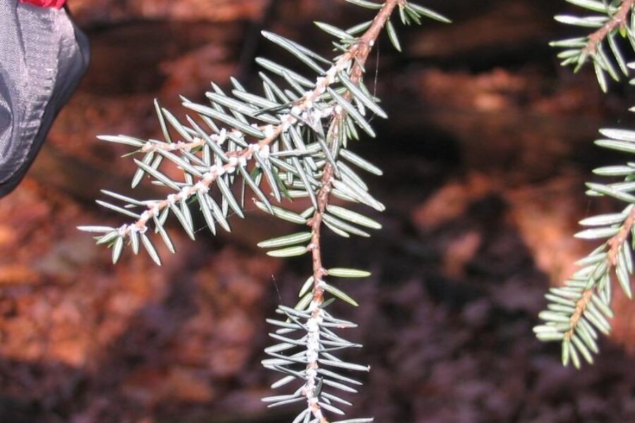 New tools deployed to safeguard Keji’s hemlocks