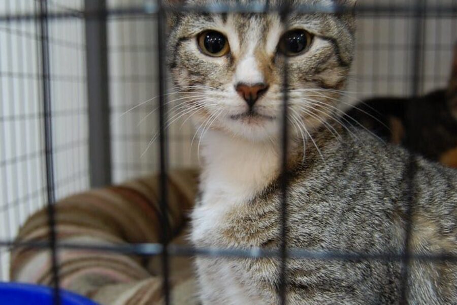 NDP says pet-evictions on the rise in N.S.