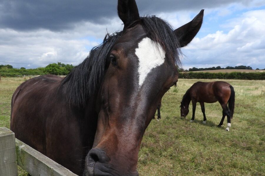 Equine herpes concerns prompt increased vigilance in Nova Scotia stables
