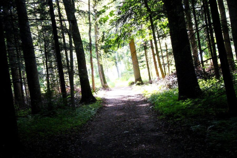 Bigfoot spotted in Minnesota