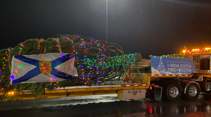 N.S. tree for Boston ready to light up the holidays