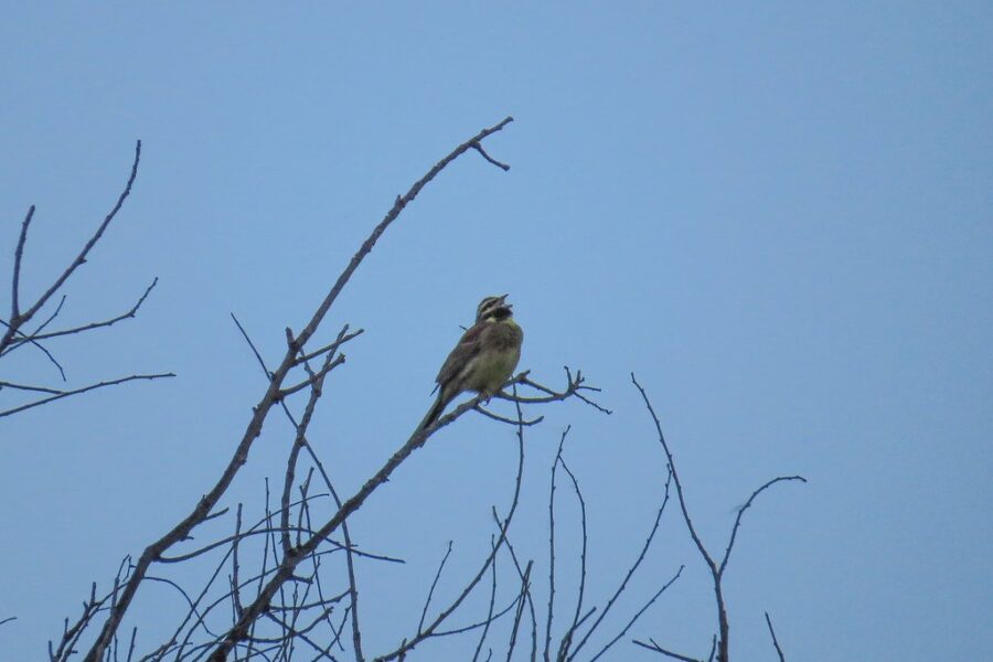 Birders wanted for annual Christmas count