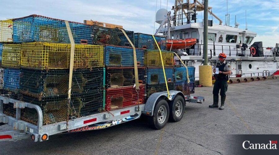 NS Liberals call for increased enforcement and fines as lobster catch numbers drop
