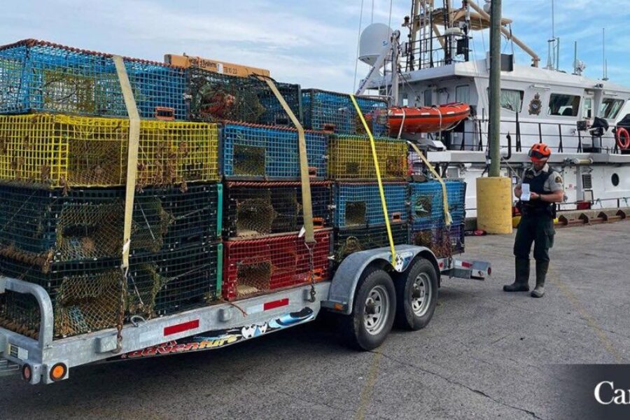 NS Liberals call for increased enforcement and fines as lobster catch numbers drop