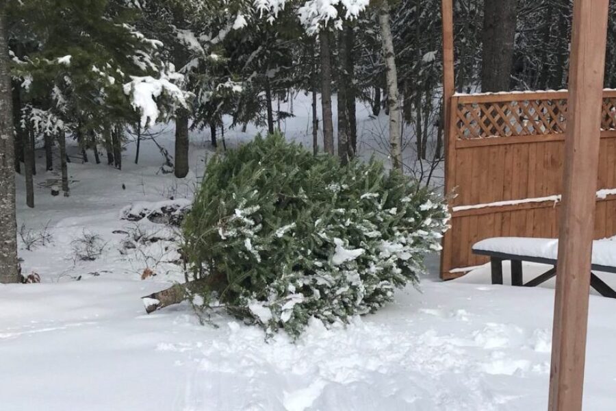 Give your Christmas tree a second life