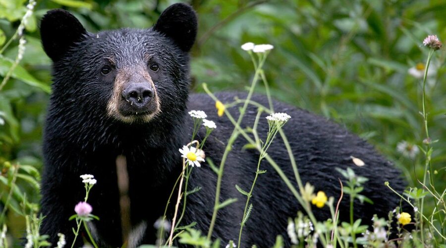 Province proposes spring bear hunting season, wants public feedback