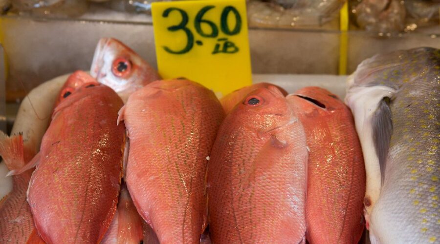 Commercial redfish operations to resume after 30 year moratorium