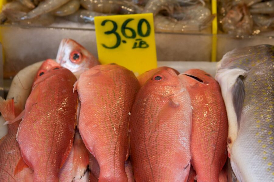 Commercial redfish operations to resume after 30 year moratorium