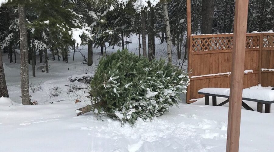 Curbside collection for Christmas trees Wednesday in Port Hawkesbury