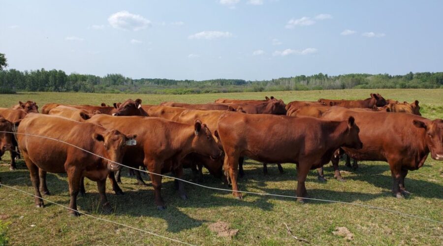 Province to spend $950,000 to increase beef production here at home