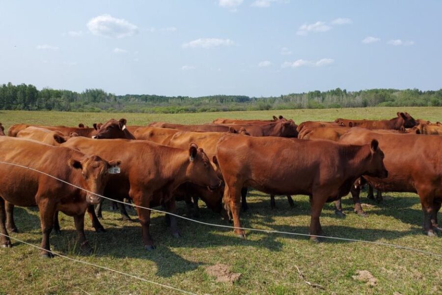 Province to spend $950,000 to increase beef production here at home