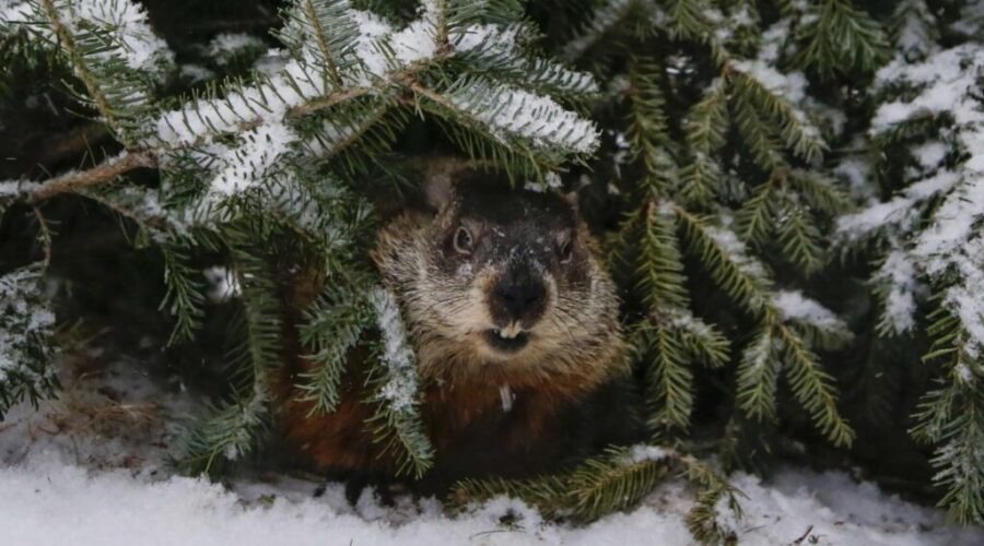 Shubenacadie Sam, Lucy the Lobster ready for Groundhog Day