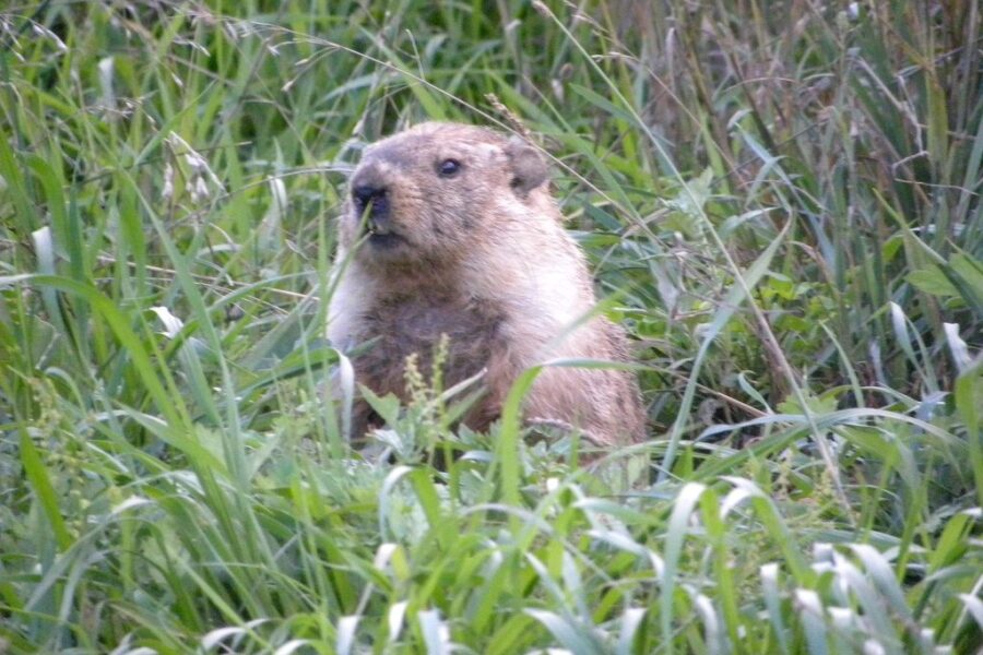 UPDATE: It’s Groundhog Day!
