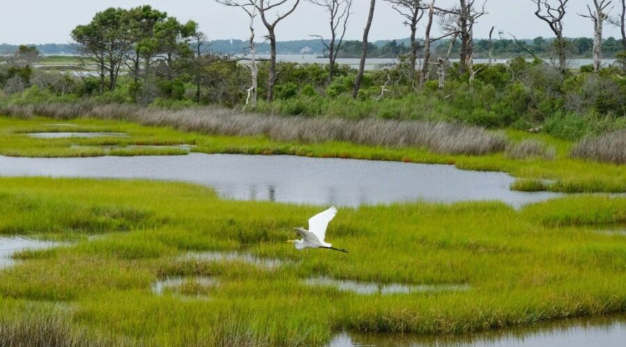 Conservation group highlights World Wetlands Day