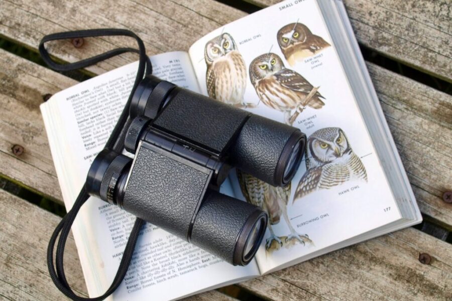 Great Backyard Bird Count starts Friday