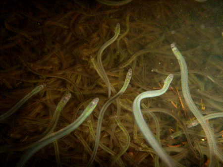 Feds to consult with industry on 2024 elver fishery