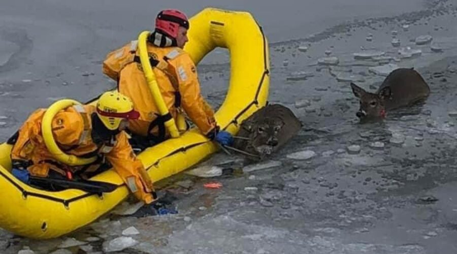 Volunteer fire crews rescue two deer in Antigonish