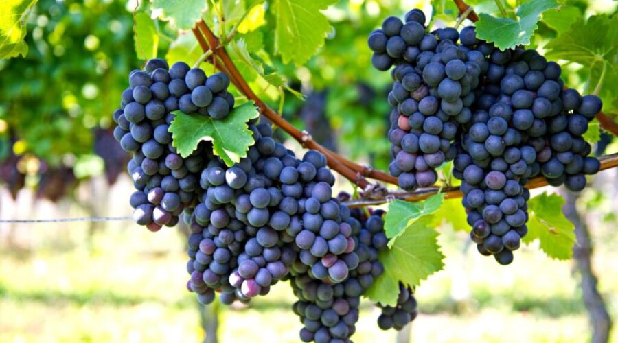 N.S. wine growers celebrate provinces halt of wine bottlers subsidy