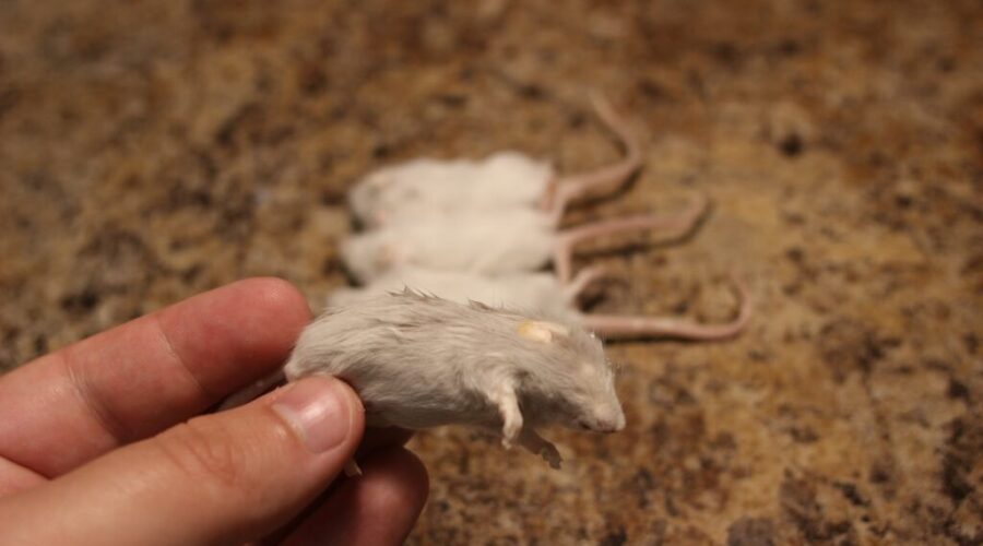 Salmonella outbreaks linked to snakes, feeder rodents